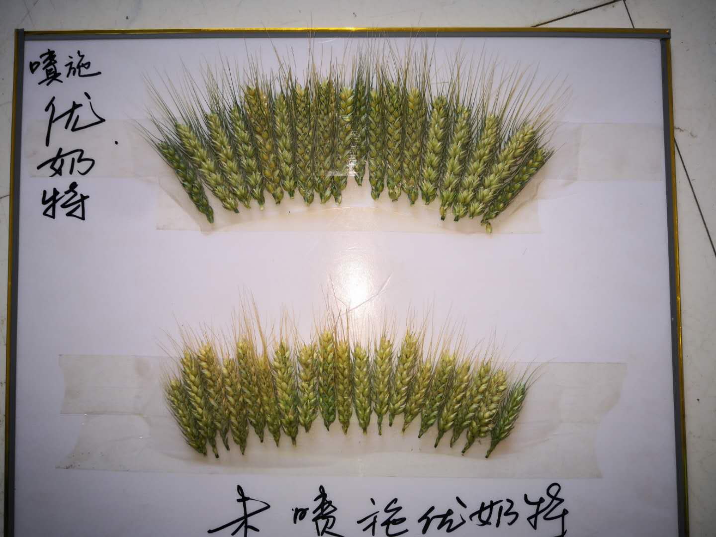 Observation on the Effect of Wheat Yield Increase of Younaite(圖3)