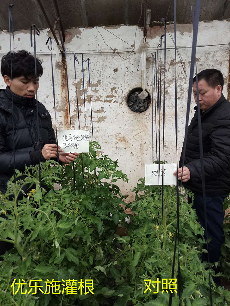 優樂施沖施配方在冬季大棚番茄（開花坐果期）上的肥效試驗(圖1)