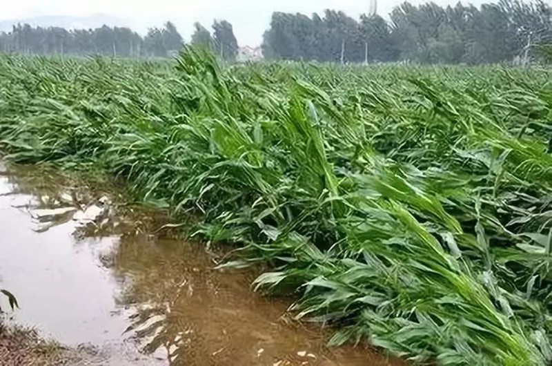 暴雨過后，應做好這些事！(圖2)